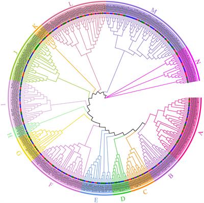 Genome-Wide Identification and Expression Analysis of MYB Transcription Factor Superfamily in Dendrobium catenatum